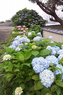 DSC_0130.jpg
