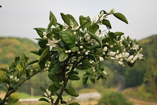 s25-100521 007.jpg