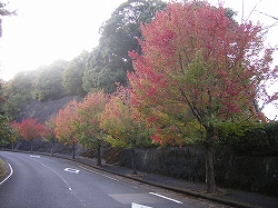 s25-1105卸団地街路.jpg