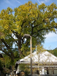 s25-1105大いちょう.jpg