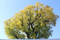 20111122.jpg