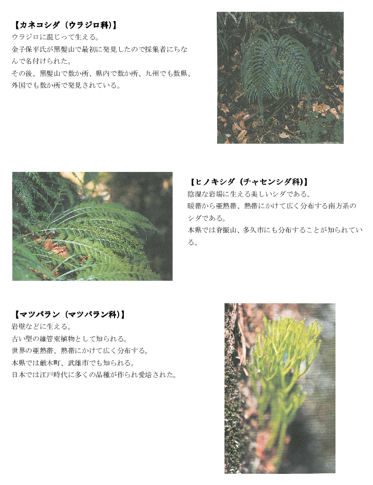 黒髪山の植物1-1tr.png