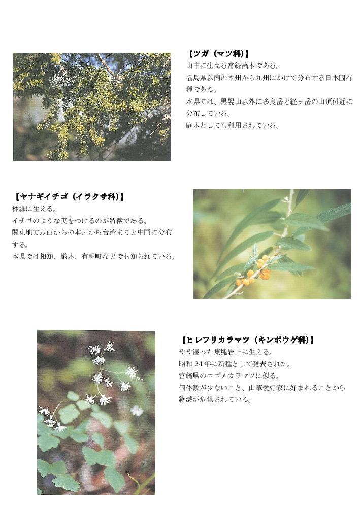 黒髪山の植物2tr.png