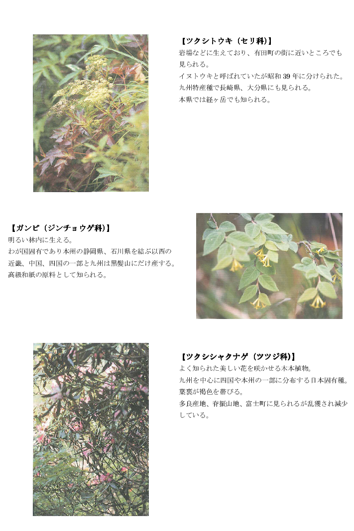 黒髪山の植物4tr.png