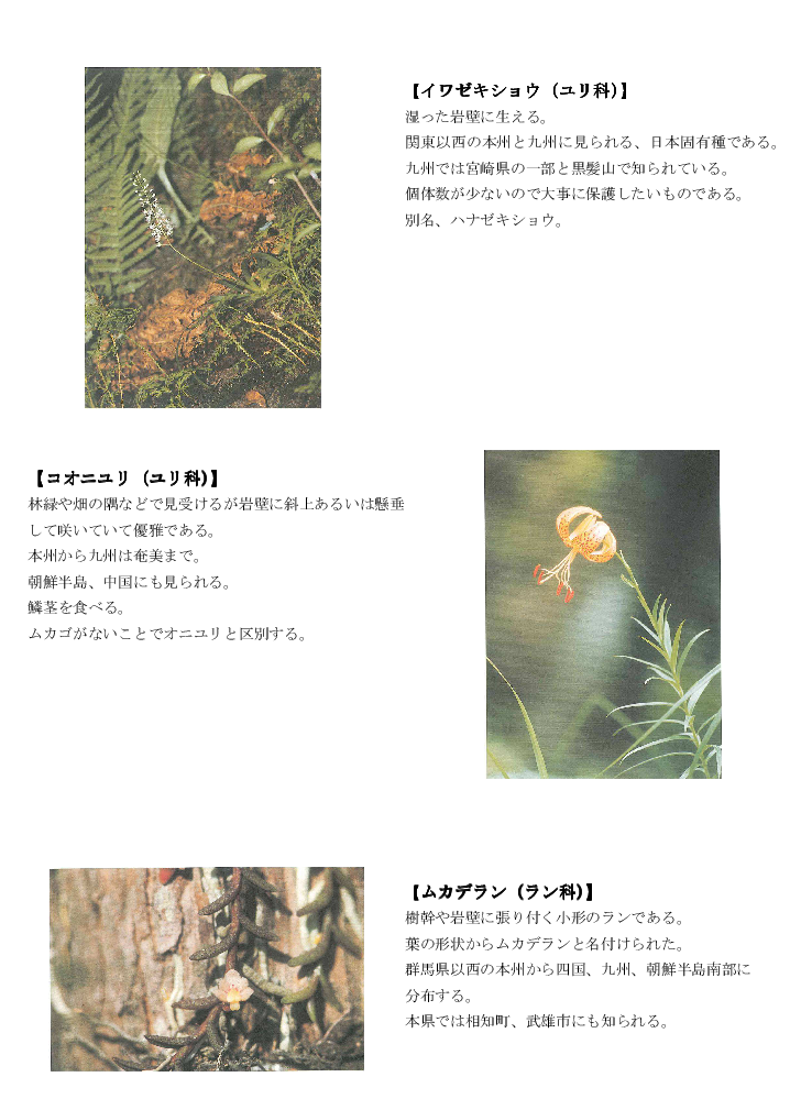 黒髪山の植物7tr.png