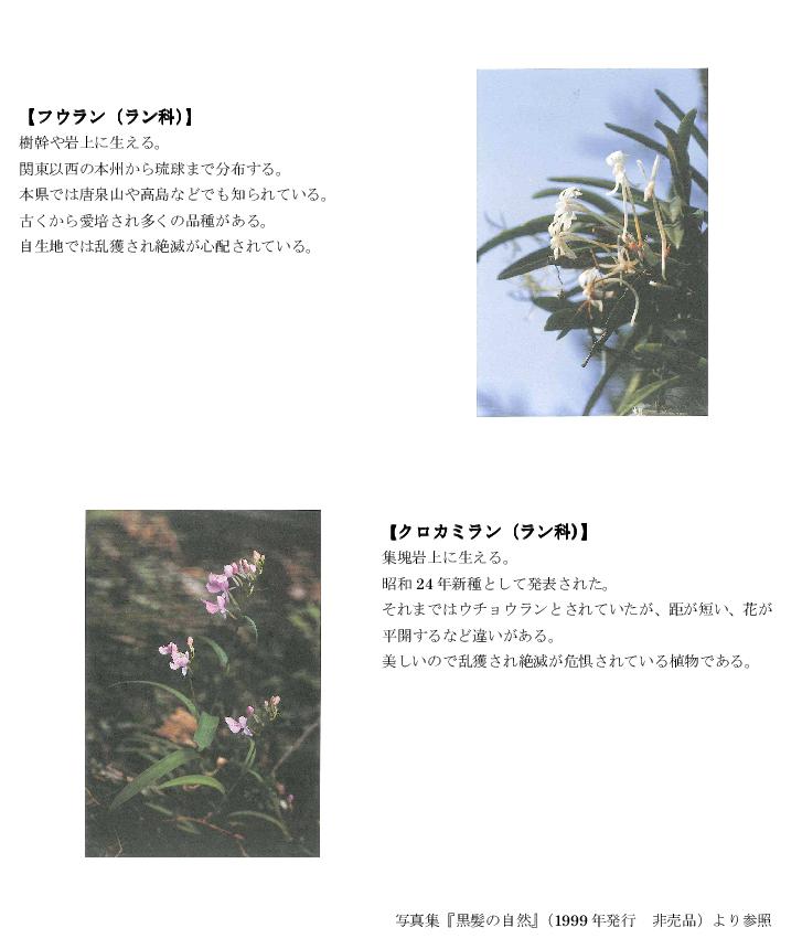 黒髪山の植物8.jpg