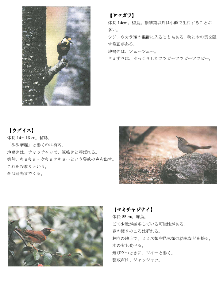 黒髪山の野鳥１tr.png