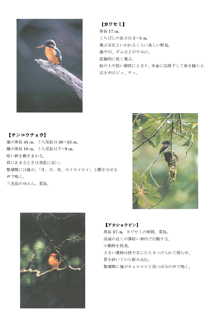 黒髪山の野鳥２tr.png