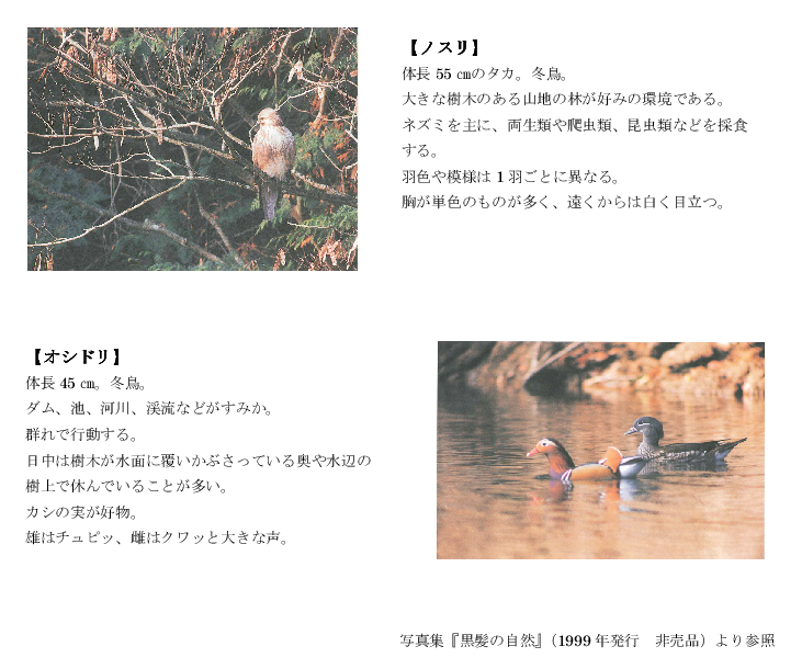 黒髪山の野鳥4tr.png