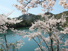 有田の春を彩る桜の名所案内