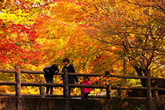 竜門峡の紅葉