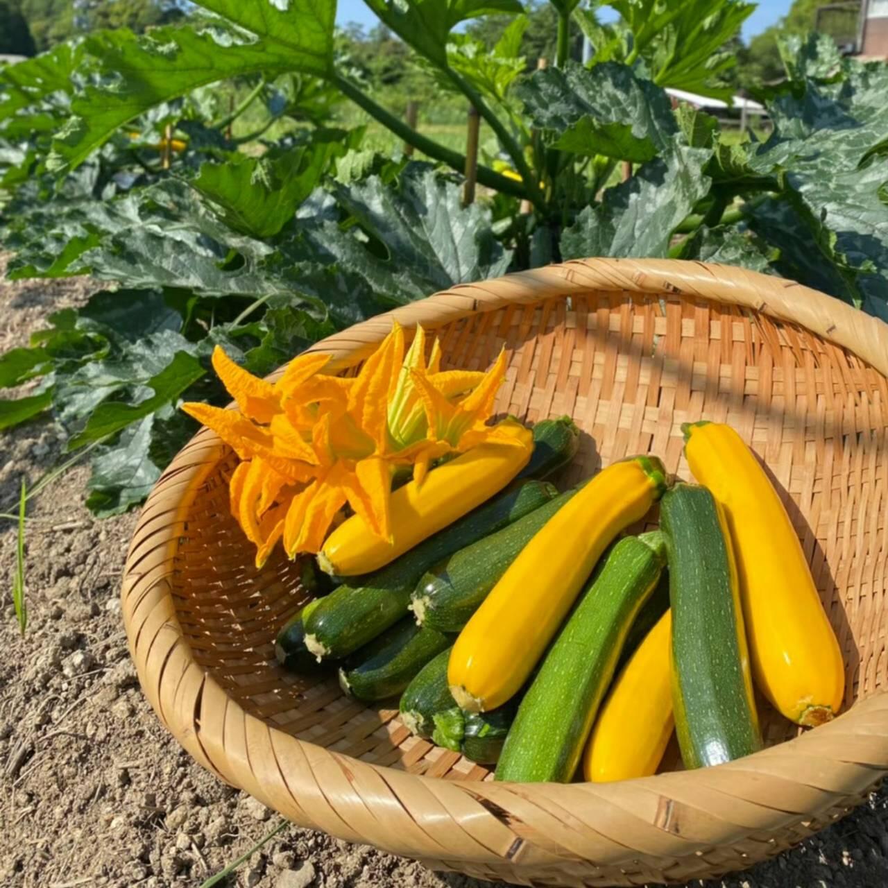 【収穫しよう】旬の野菜が収穫できる！見たことのない野菜も収穫できるかも⁉