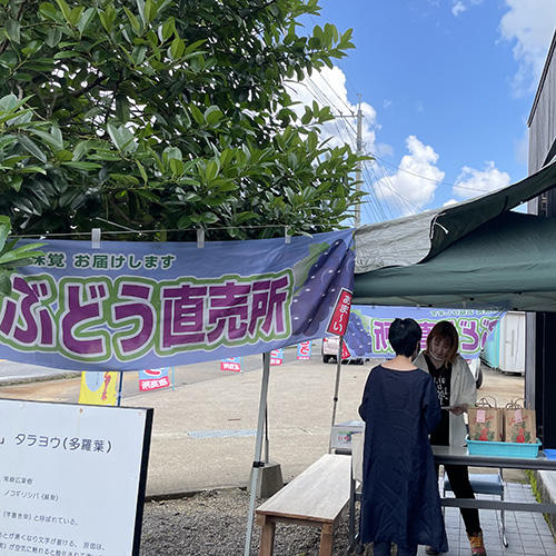 イワサキ巨峰ぶどう直売所
