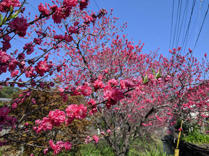 IMG_20200402_144421.jpg