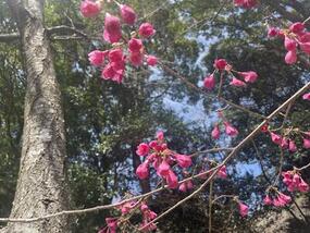 ブログ「準備の裏側」に「【有田の桜開花情報2023】竜門峡の寒緋桜」をUPしました。