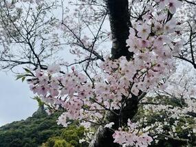 ブログ「準備の裏側」に「【有田の桜開花情報2023】満開です！」をUPしました。