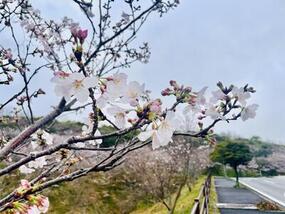 ブログ「準備の裏側」に「【有田の桜開花情報2023】歴史と文化の森公園(焱の博記念堂)」をUPしました。