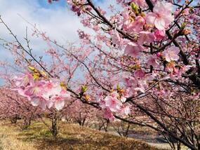 ブログ「準備の裏側」に「【有田の桜開花情報2024】深川製磁チャイナ・オン・ザ・パークの河津桜」の記事をUPしました。