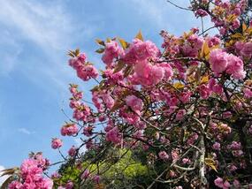 ブログ「準備の裏側」に「【有田の桜開花情報2024】山田神社と曲川神社の桜」の記事をUPしました。