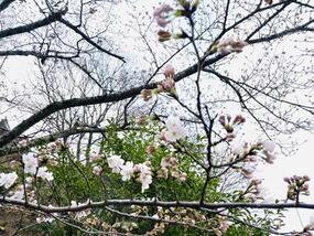 ブログ「準備の裏側」に「【2025年桜の開花情報】陶山神社の桜 Vol.1」をUPしました。