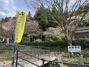 山田神社にて「丹後シャクナゲ祭り」4月12日(土)に開催！