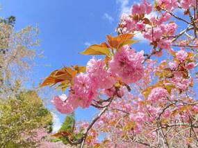 【2025年桜の開花情報】「山田神社、桜ヶ丘公園(曲川神社)の八重桜が見ごろです」をUPしました。