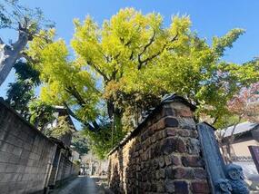 ブログ「準備の裏側」に「【【2025年 有田の紅葉情報】大公孫樹～泉山磁石場」の記事をUPしました。