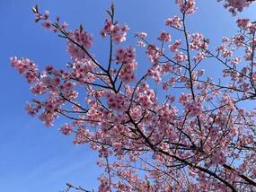 ブログ「準備の裏側」に「【桜の開花情報2026】深川製磁 チャイナ・オン・ザ・パークの河津桜Vol.2」の記事をUPしました。