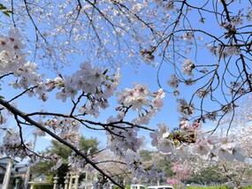 ブログ準備の裏側に「【桜の開花情報2026】 陶山神社・焱の博記念堂Vol.2」の記事をUPしました。