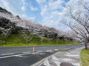 ブログ「準備の裏側」に「【桜の開花情報2026】 竜門峡・有田ポーセリンパーク・焱の博記念堂など」の記事をUPしました。
