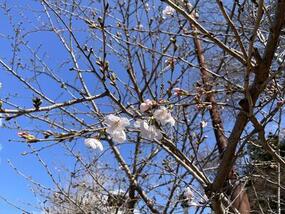 ブログ「準備の裏側」に「桜の開花情報2026】 陶山神社・上有田駅Vol.1」の記事をUPしました。