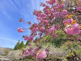 ブログ「準備の裏側」に「【桜の開花情報2026】山田神社の八重桜」の記事をUPしました。