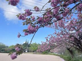 ブログ「準備の裏側」に「【桜の開花情報2026】曲川神社 (桜ヶ丘公園)の八重桜」の記事をUPしました。