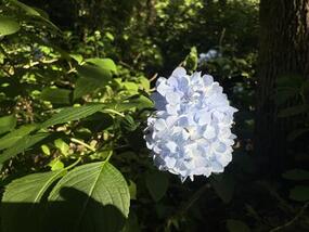 ブログ「準備の裏側」に「竜門ダムのあじさい」の記事をUPしました。