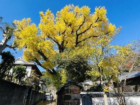 「有田のイチョウ」国天然記念物指定100周年記念イベント11月21日(土)開催！【2026年 第22回 秋の有田陶磁器まつり】