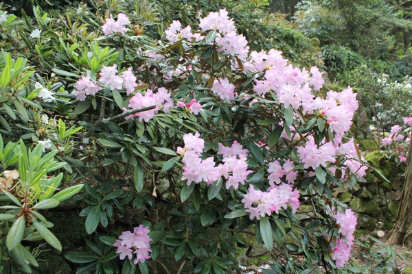 在山田神社 丹后石楠花节 召开 有田观光协会arita Sanpo