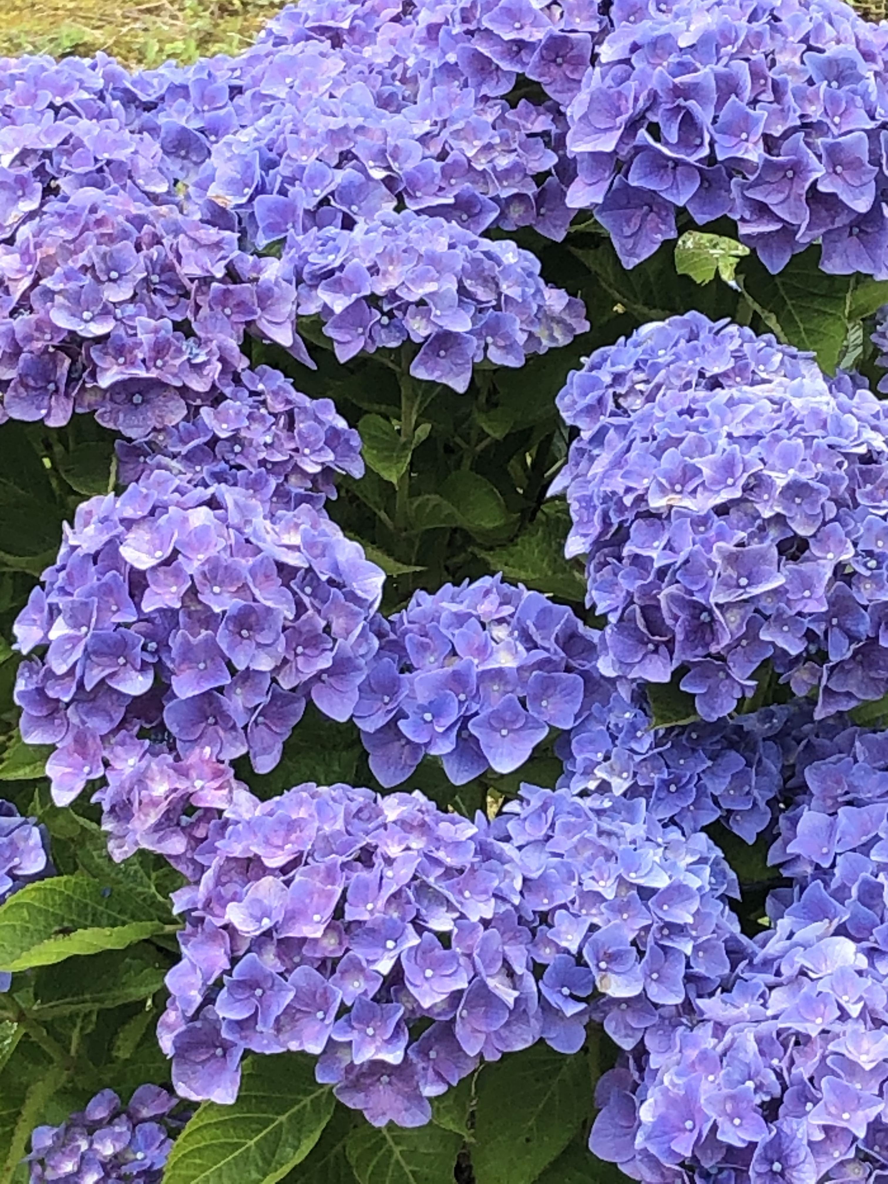 あかね工房 の紫陽花が見事に咲き揃いました 有田観光協会 ありたさんぽ