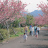 桜ヶ丘公園 (曲川神社)