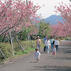 桜ヶ丘公園 (曲川神社)