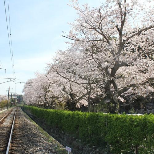 春には、約500本の桜がきれいです。