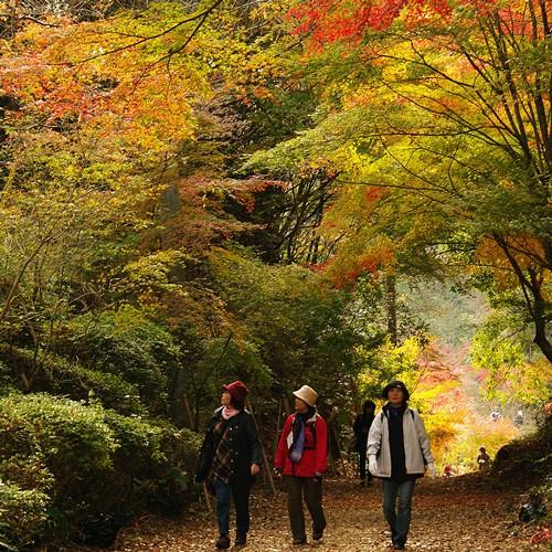 11月に開催される「秋の有田陶磁器まつり」期間中に限り、一部が開放され、美しい紅葉をお楽しみいただけます。