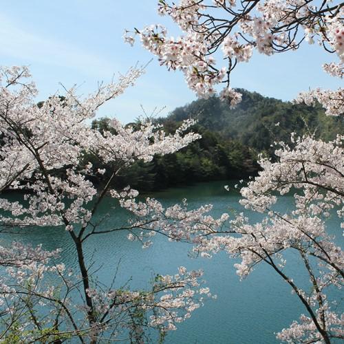 春には、エメラルドグリーンの美しい湖面をバックに桜を楽しむことができます。