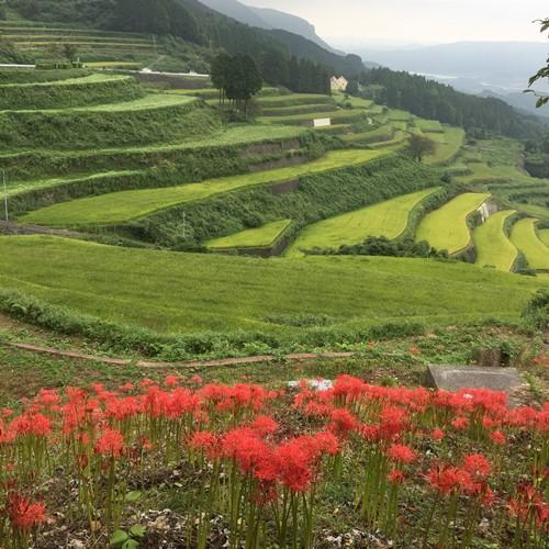 岳の棚田