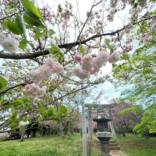 4月には、八重桜が咲き誇り、お花見を楽しむことができます。