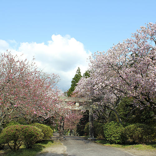 4月初旬～中旬にかけて八重桜が見頃を迎えます。