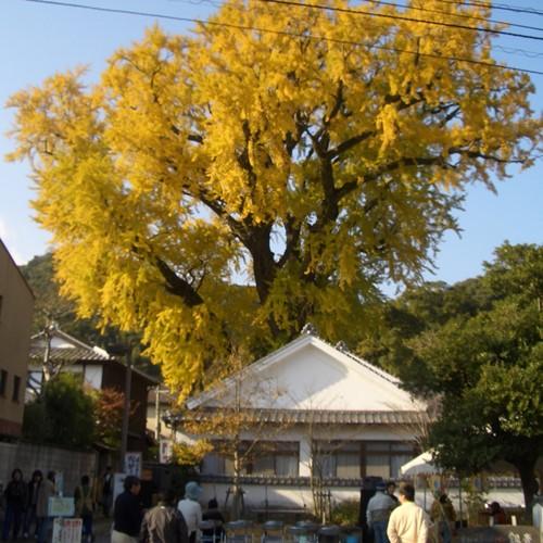 紅葉時期は、鮮やかな黄色が空に映えます。