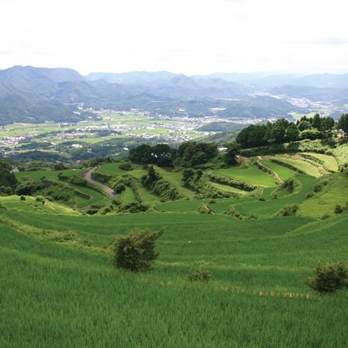 豊かな緑の田園風景です。